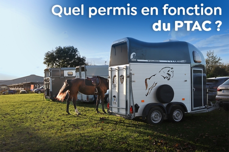 Quel permis de conduire pour le transport de chevaux ?